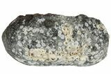 Fossil Whale Ear Bone - Miocene #177783-1